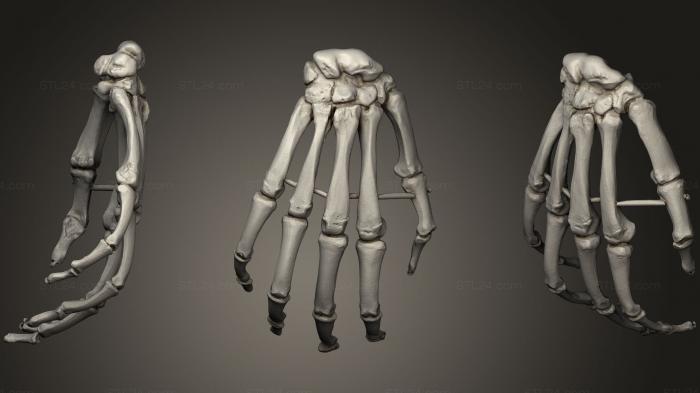 Анатомия скелеты и черепа (Копия Человеческой Руки, ANTM_0694) 3D модель для ЧПУ станка